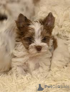 Foto №3. Chiots Yorkshire Terrier zu verkaufen. Belgien