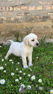 Foto №2 zu Ankündigung № 100940 zu verkaufen labrador retriever - einkaufen Serbien züchter