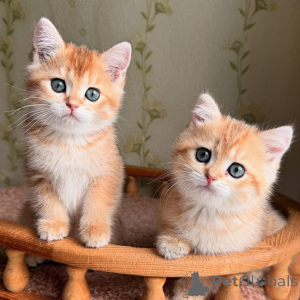 Foto №4. Ich werde verkaufen  in der Stadt Boulogne-Billancourt.  - preis - verhandelt