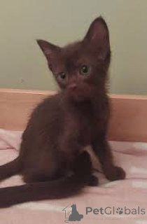 Foto №2 zu Ankündigung № 164080 zu verkaufen havana-katze - einkaufen Finnland quotient 	ankündigung, züchter