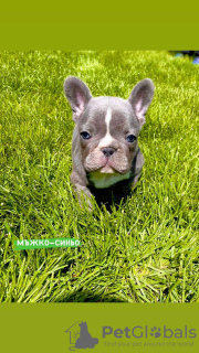 Zusätzliche Fotos: Hallo Französische Bulldoggenwelpen zu verkaufen.