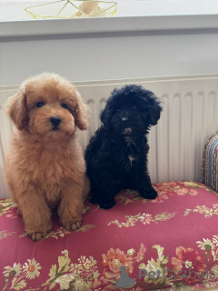 Foto №1. otterhund - zum Verkauf in der Stadt Belgrad | verhandelt | Ankündigung № 144405