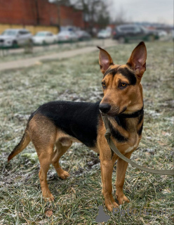 Foto №2 zu Ankündigung № 161437 zu verkaufen mischlingshund - einkaufen Russische Föderation quotient 	ankündigung