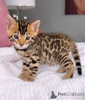 Foto №1. bengal katzenrasse - zum Verkauf in der Stadt Lissabon | verhandelt | Ankündigung № 173061