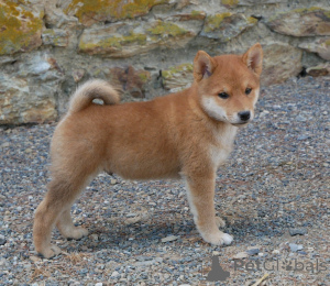 Foto №1. shiba - zum Verkauf in der Stadt Lüttich | Frei | Ankündigung № 173717