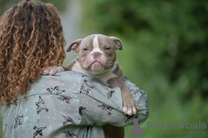 Foto №4. Ich werde verkaufen american bully in der Stadt Minsk. vom kindergarten - preis - 1893€