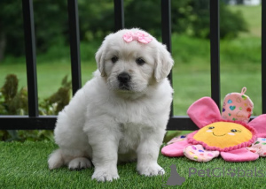 Foto №2 zu Ankündigung № 166317 zu verkaufen golden retriever - einkaufen Frankreich quotient 	ankündigung, züchter