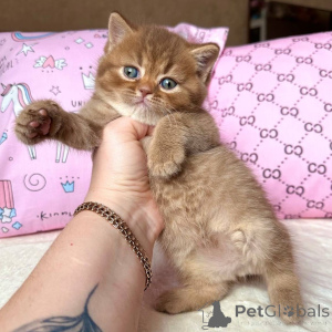 Foto №3. Leuchtende Augen, weiche Pfoten und ein Herz voller Liebe treffen Luna.. Deutschland