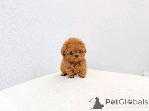 Foto №1. pudel (toy) - zum Verkauf in der Stadt Berlin | 250€ | Ankündigung № 170101