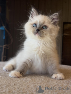 Foto №3. Der starke, süße und herzhafte Löwe ist der König der Streicheleinheiten und des. Deutschland