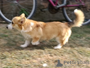 Foto №4. Ich werde verkaufen welsh corgi in der Stadt Belgrad.  - preis - 400€