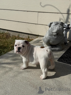 Foto №2 zu Ankündigung № 173721 zu verkaufen englische bulldogge - einkaufen Deutschland züchter