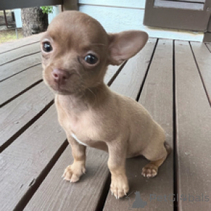 Foto №4. Ich werde verkaufen chihuahua in der Stadt Berlin. quotient 	ankündigung - preis - 650€