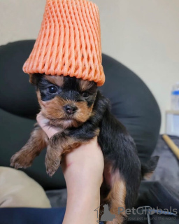 Foto №1. yorkshire terrier - zum Verkauf in der Stadt Гамбург | 330€ | Ankündigung № 133366