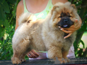 Foto №3. Chow-Chow-Welpe. Serbien