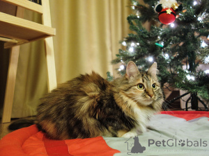 Foto №2 zu Ankündigung № 161237 zu verkaufen  - einkaufen Russische Föderation quotient 	ankündigung