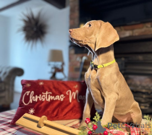 Foto №3. JETZT BEREIT LETZTE MÄDCHEN KC Reg Weimaraner Welpen. Dänemark