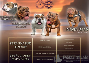Foto №1. englische bulldogge - zum Verkauf in der Stadt Москва | 2000€ | Ankündigung № 11210