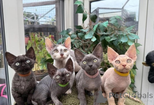 Foto №1. devon rex - zum Verkauf in der Stadt Rangleiche | 350€ | Ankündigung № 150873