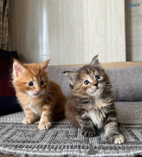 Foto №1. maine-coon-katze - zum Verkauf in der Stadt Tallinn | verhandelt | Ankündigung № 169776