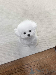 Foto №1. malteser - zum Verkauf in der Stadt Bremen | verhandelt | Ankündigung № 156664