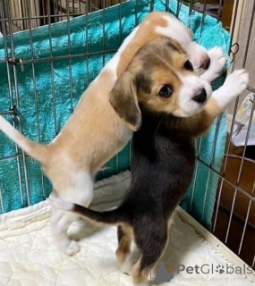 Foto №4. Ich werde verkaufen beagle in der Stadt Münstermaafeld. quotient 	ankündigung - preis - 580€