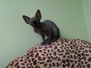 Foto №2 zu Ankündigung № 3016 zu verkaufen sphynx cat - einkaufen Russische Föderation vom kindergarten, züchter