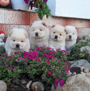 Foto №1. chow-chow - zum Verkauf in der Stadt Aurich | verhandelt | Ankündigung № 162224