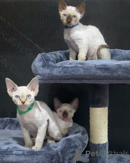Foto №1. devon rex - zum Verkauf in der Stadt Arivaca | 478€ | Ankündigung № 135883