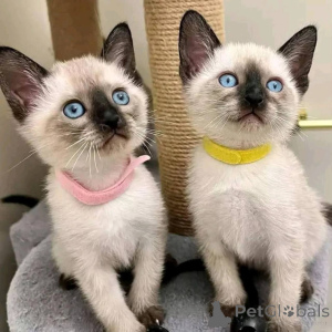 Foto №1. siamkatze - zum Verkauf in der Stadt München | verhandelt | Ankündigung № 165044