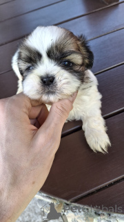 Foto №2 zu Ankündigung № 144248 zu verkaufen kavapu, lhasa apso, maltipu, pekingese, pudel (zwerg), pudel (royal), pudel (toy), shih tzu - einkaufen Lettland 