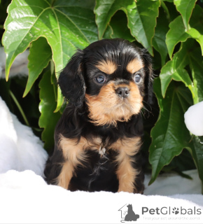 Foto №2 zu Ankündigung № 141333 zu verkaufen cavalier king charles spaniel - einkaufen Italien züchter