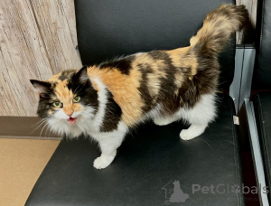 Foto №4. Ich werde verkaufen maine-coon-katze in der Stadt North. züchter - preis - verhandelt