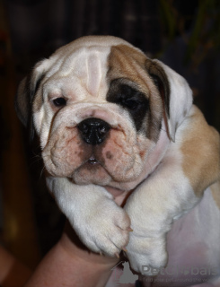 Zusätzliche Fotos: englische Bulldogge