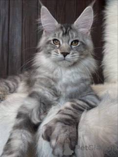 Foto №2 zu Ankündigung № 161211 zu verkaufen maine-coon-katze - einkaufen USA züchter