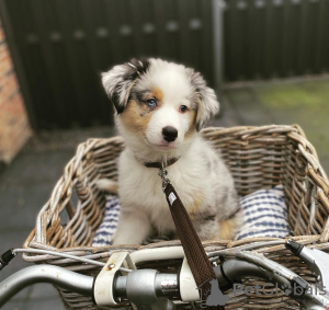 Foto №1. australian shepherd - zum Verkauf in der Stadt Klaipėda | 350€ | Ankündigung № 127602