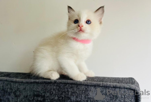 Foto №2 zu Ankündigung № 139601 zu verkaufen ragdoll-katze - einkaufen Österreich züchter