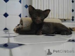 Foto №3. Chatons Havana Brown zu verkaufen. Frankreich