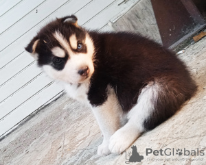 Foto №3. Husky-Babys. Finnland