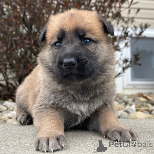 Foto №2 zu Ankündigung № 136034 zu verkaufen deutscher schäferhund - einkaufen Deutschland 