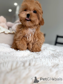 Foto №1. maltipu - zum Verkauf in der Stadt München | verhandelt | Ankündigung № 165534