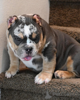 Foto №4. Ich werde verkaufen american bully in der Stadt Los Angeles. quotient 	ankündigung - preis - 1063€