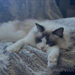 Foto №3. Abenteuerlich, kuschelig und voller Leben ist Jasper Ihre tägliche Portion. Schweiz