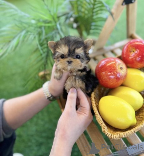 Foto №2 zu Ankündigung № 161812 zu verkaufen yorkshire terrier - einkaufen Slowakei 