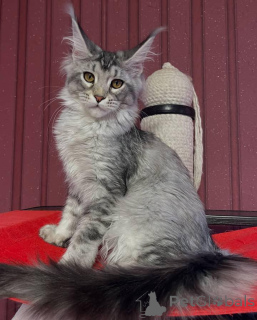 Foto №3. Maine-Waschbär. Großbritannien