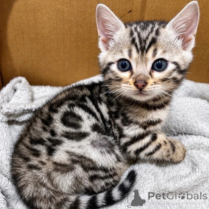Foto №1. bengal katzenrasse - zum Verkauf in der Stadt Jünkerath | 350€ | Ankündigung № 178447