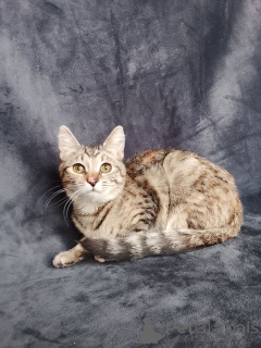 Foto №1.  - zum Verkauf in der Stadt Moskwa | Frei | Ankündigung № 162866