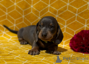 Foto №1. dackel - zum Verkauf in der Stadt Marsaskala | 610€ | Ankündigung № 148647