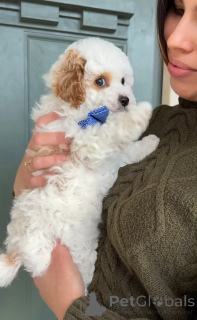 Foto №2 zu Ankündigung № 165233 zu verkaufen cavalier king charles spaniel - einkaufen Rumänien züchter