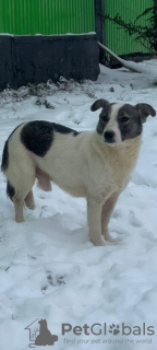 Foto №2 zu Ankündigung № 30129 zu verkaufen mischlingshund - einkaufen Russische Föderation quotient 	ankündigung